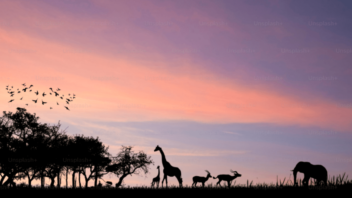 African Safari in Tanzania