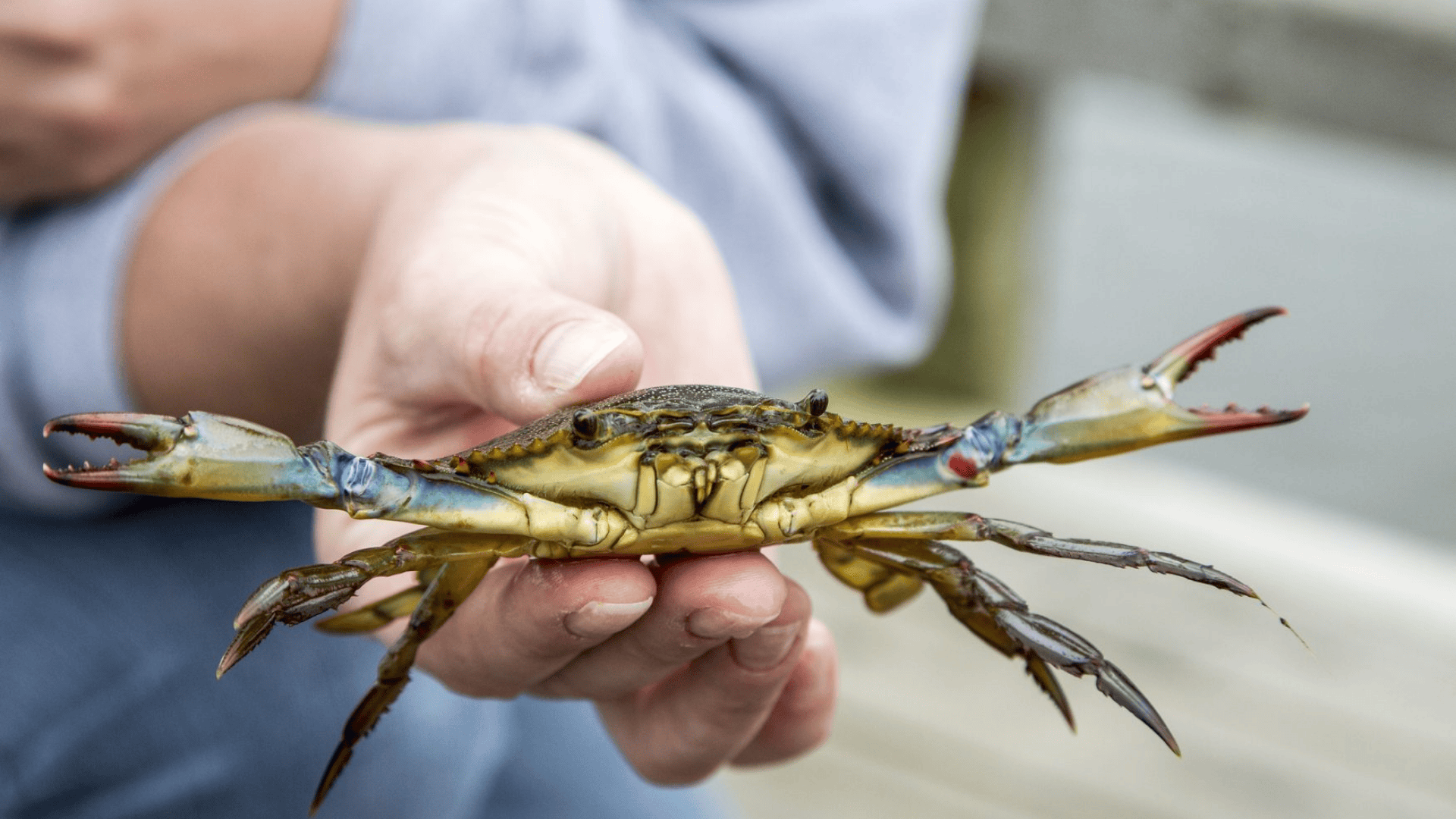 Go Crabbing or Fishing from the Dock