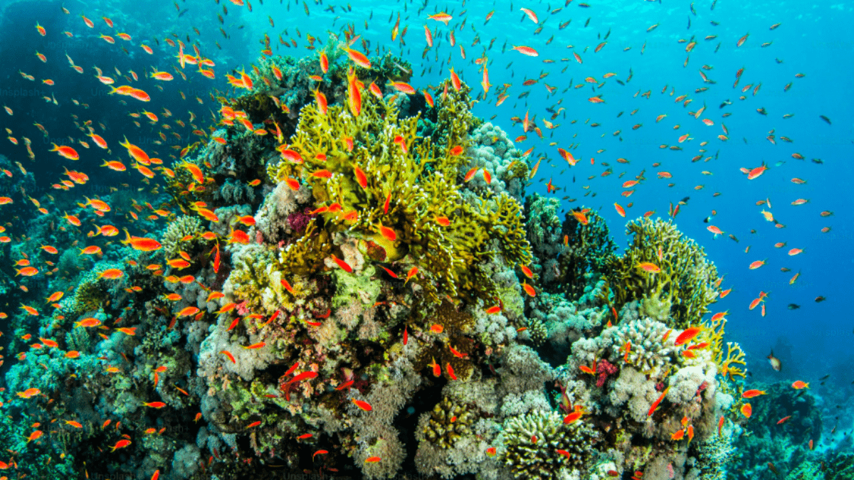 Great Barrier Reef, Australia