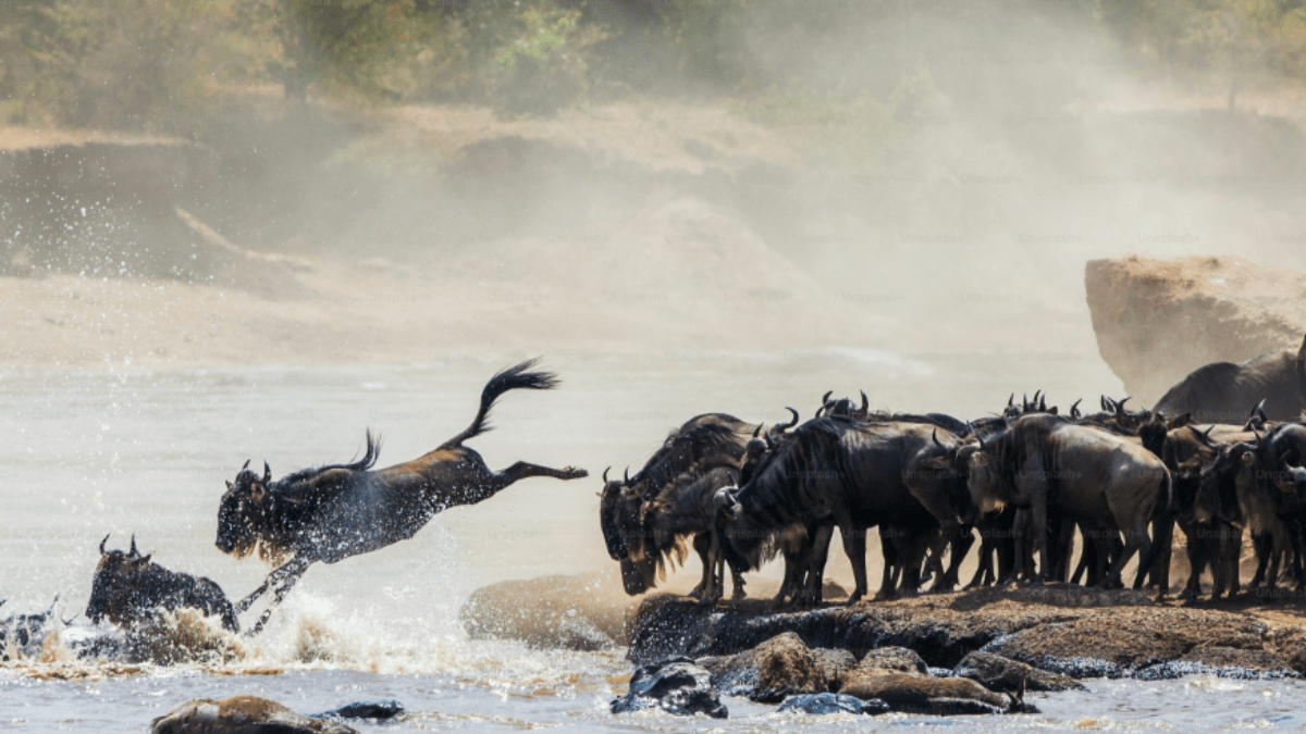 Great Migration, Kenya/Tanzania