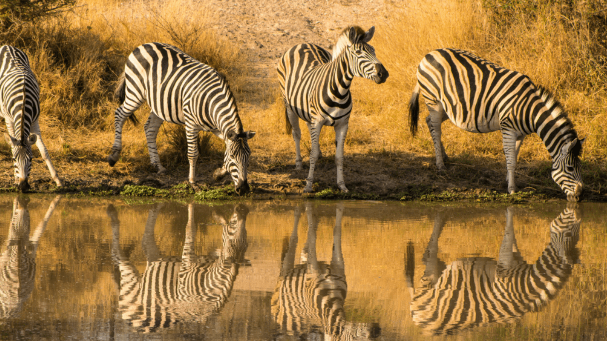 Kruger National Park, South Africa