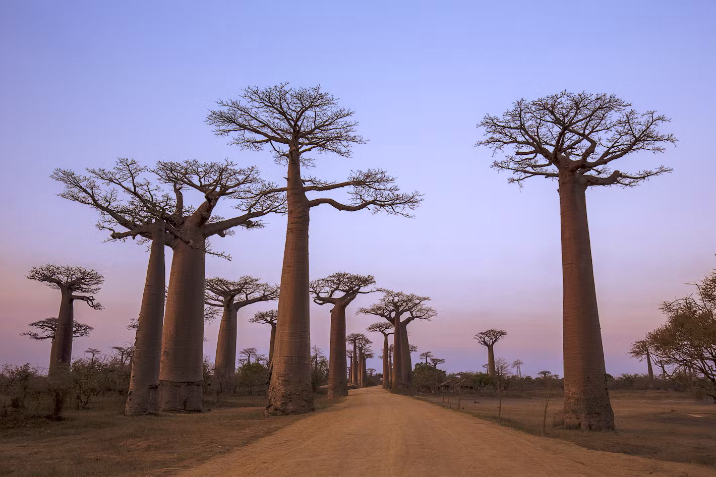 Morondava_and_the_Baobabs_Timbuktu