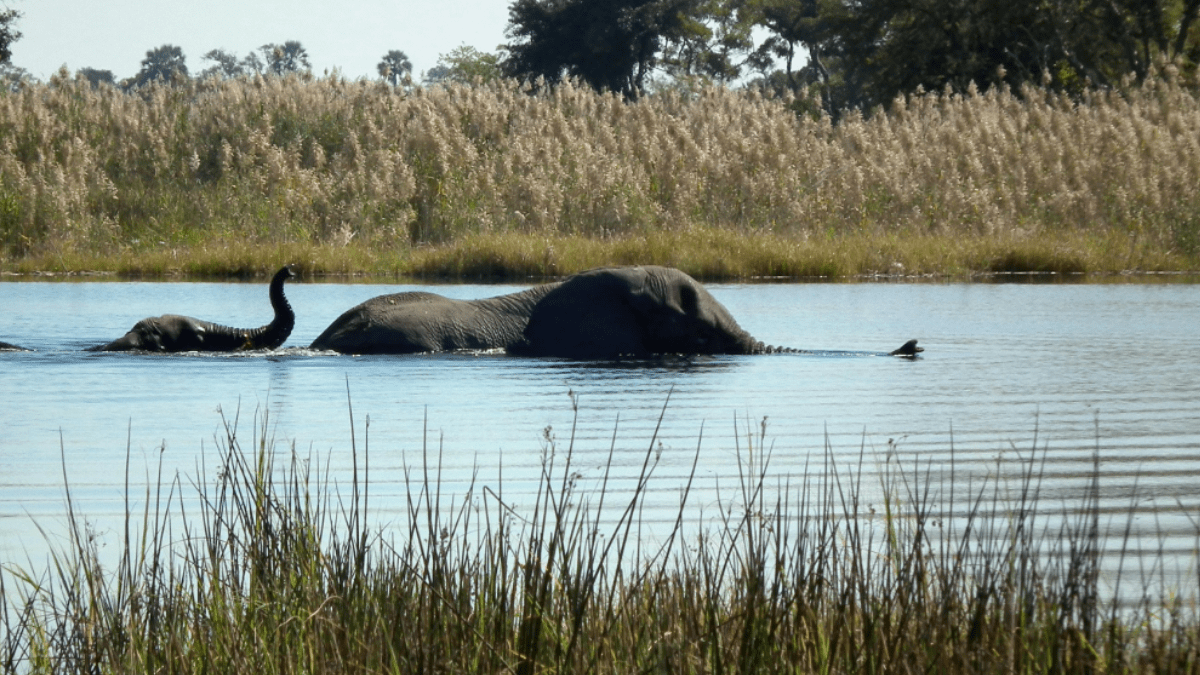 Okavango Delta Safari, Botswana