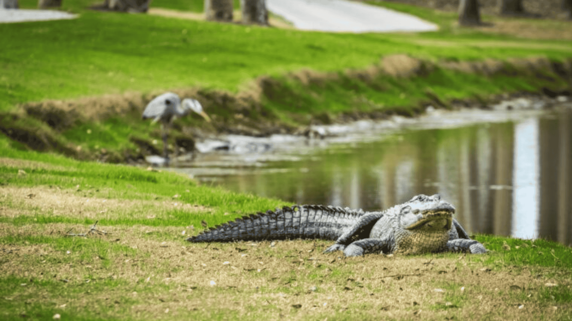 Spot Alligators on the Kiawah River