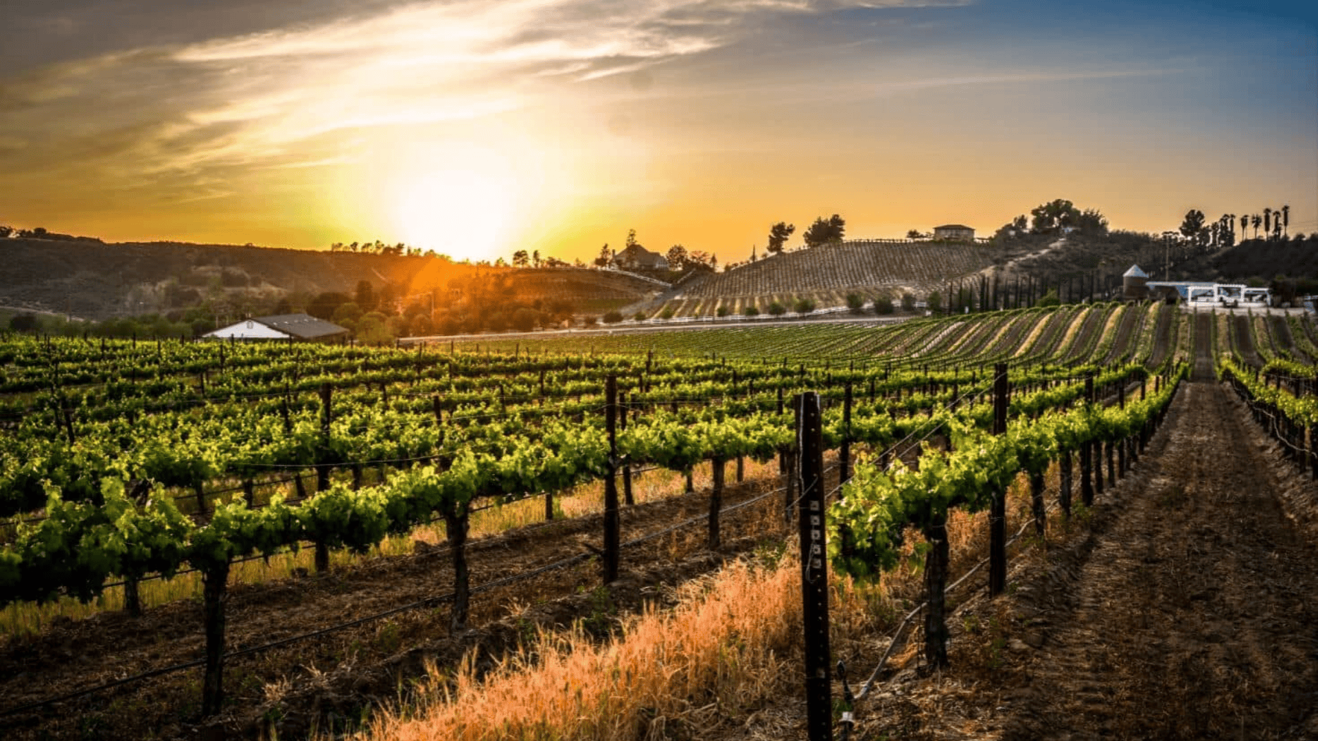 Temecula Wine Country